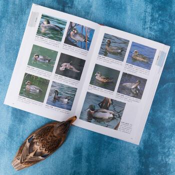 鸭类识别图鉴（观鸟人的“鸭宝书”，54种鸭类的“全羽衣”图鉴）