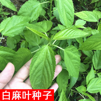 特产红麻叶种籽黄麻红麻白麻子麻叶种蔬菜野菜种子 白麻叶种子10克