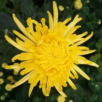 肉统领特级金丝皇菊种子食用去火贡菊野神杭白菊庭院黄菊花花卉种子