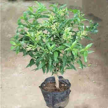 夜来香盆栽浓香四季室内庭院观花植物香草绿植花卉 夜来香 2年苗 不含盆