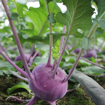 青苤蓝春秋水果绿苤兰球茎甘蓝蔬菜苗秧苗花菜苗芥兰 紫苤蓝苗秧苗