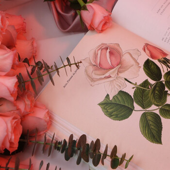 玫瑰之书 The Rose