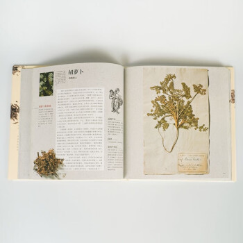 催情植物传奇:花草物语