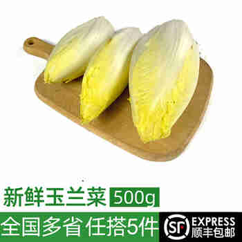 绿食者 新鲜玉兰菜500g 金玉兰苦白菜菊苣比利时芽球蔬菜 西餐沙拉食材