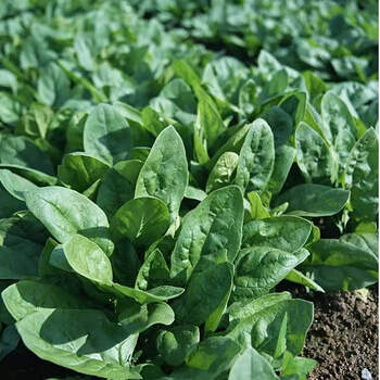 荟莹澜新鲜厚叶菠菜农家自种露天矮脚红根菠菜火锅蔬菜时令蔬菜现货 1