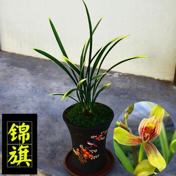 超香 兰花【锦旗】建兰金边四季兰花苗盆栽室内花卉好养易活 松鹤图