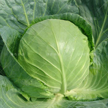 纳格兰中甘十一号种子早熟高产卷心包菜籽田园农家春秋四季播蔬菜孑