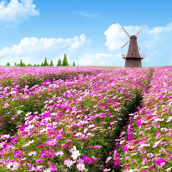 种籽子室外易活花籽阳台播种太阳花四季开花 混色波斯菊2000粒 2包肥