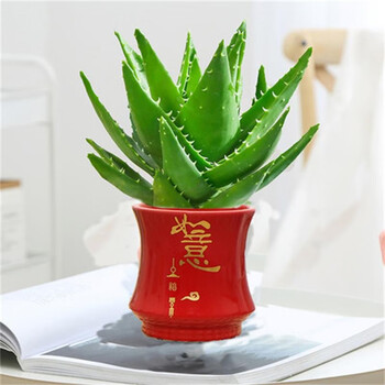 芦荟盆栽室内办公室绿植物多肉 芦荟(绿滑纹陶瓷盆) 含盆