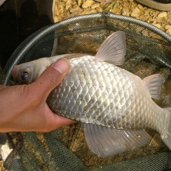 二三王牛 鲫鱼鲜活土鲫鱼淡水河鱼产妇孕妇月子炖汤 4斤装【活鱼现杀