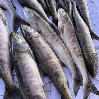 德祥隆黑龙江特产大马哈鱼新鲜整条冷冻抚远洄游水产马哈5.