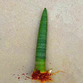 【擎天柱】虎皮兰室内植物好养四季绿植盆栽花卉养不死的花耐活