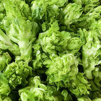 四川儿菜新鲜5斤娃娃菜抱儿母子耳菜农家自种咸菜原料蔬菜10 2500g