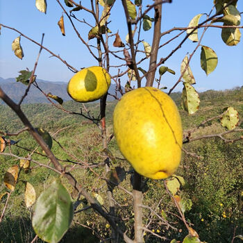 车载闻香木瓜室内增香木瓜除臭天然清香木瓜北方宣木瓜香木瓜闻香