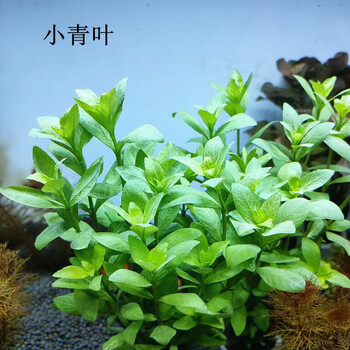 景水草植物鱼缸草缸造景红色新鲜绿色阴性无需二氧化碳真草活 小青叶