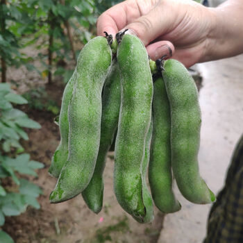 (预售不发)四川龙爪豆狗儿豆猫儿豆虎爪豆黎豆新鲜蔬菜现摘现发批发