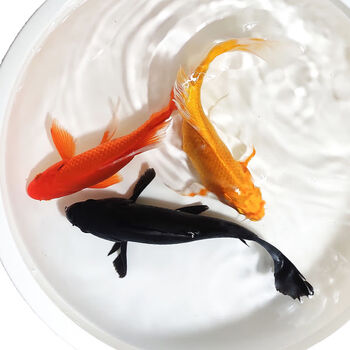 仟芸  锦鲤小鱼苗 大鱼锦鲤观赏鱼冷水淡水小型锦鲤鱼活鱼金鱼 活纯种