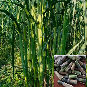 糖蔗2号糖度18以上牛羊养殖物资牧草种自产销高产南北多年生密植耐寒
