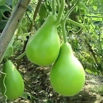 嫩肉瓠子苗长瓠瓜秧苗长款胡瓜芦子菜胡子苗小苗当季蔬菜种子应季