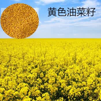 以琛三月黄油菜种子巨荚二号油菜籽出油率高新散装榨油油菜种子籽