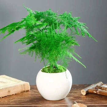 文竹盆栽花卉易活植物室内办公室水培桌面绿植大全苗盆景四季常青