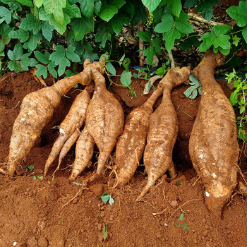 葛 现挖无渣生粉葛 农家葛粉根煲汤 5斤