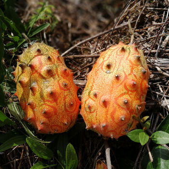 【现摘】火参果新鲜水果非洲刺角瓜火生果火星果灭霸水果孕妇水果老人