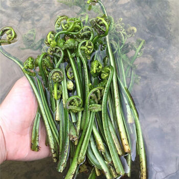 广西桂林特色蔬菜现摘水蕨菜新鲜农家小溪边野菜青蕨非山蕨吉祥菜萌逗