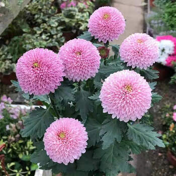 秋颖菊花苗盆栽秋菊乒乓球菊千头四季菊食用九月金丝