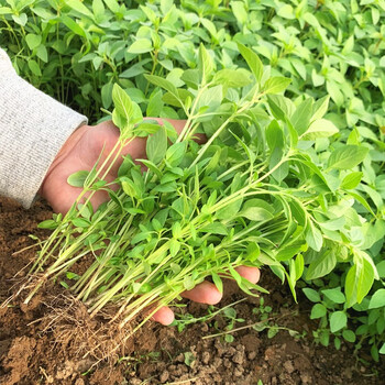 洑记【现摘现发】荆芥菜新鲜当天河南大叶农家自种蔬菜整箱批发 2000g