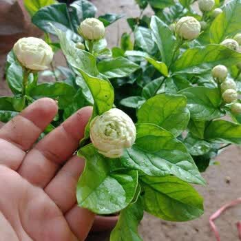 虎头茉莉 白茉莉 双色茉莉 绿植花卉室内盆栽花卉盆栽白色茉莉花卉