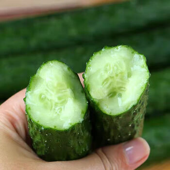 新鲜黄瓜现摘脆嫩长黄瓜5带刺斤生吃绿色青瓜 6斤左右 弯瓜