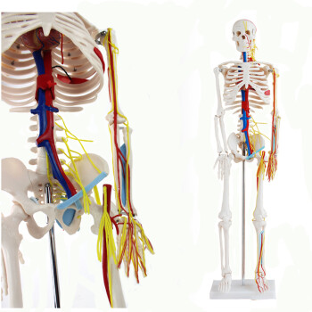 颐诺 医用人体骨骼模型附韧带人体骨架模型 1