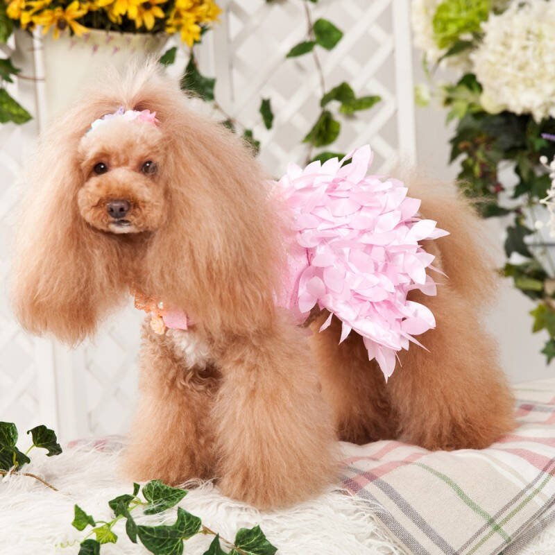 怡亲 宠物礼服裙 假羽毛蓬蓬连衣裙 粉色公主风 狗衣服 桃红色 l