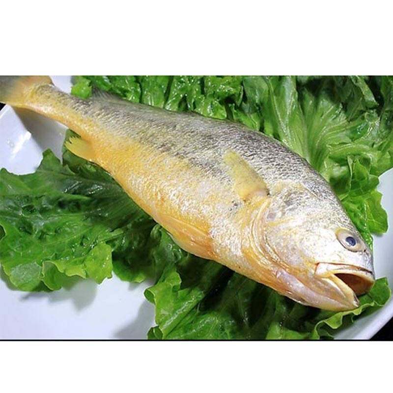 促销 名望 海鲜 水产 舟山冰冻新鲜大黄花鱼 生态大黄鱼500-600g/条 1