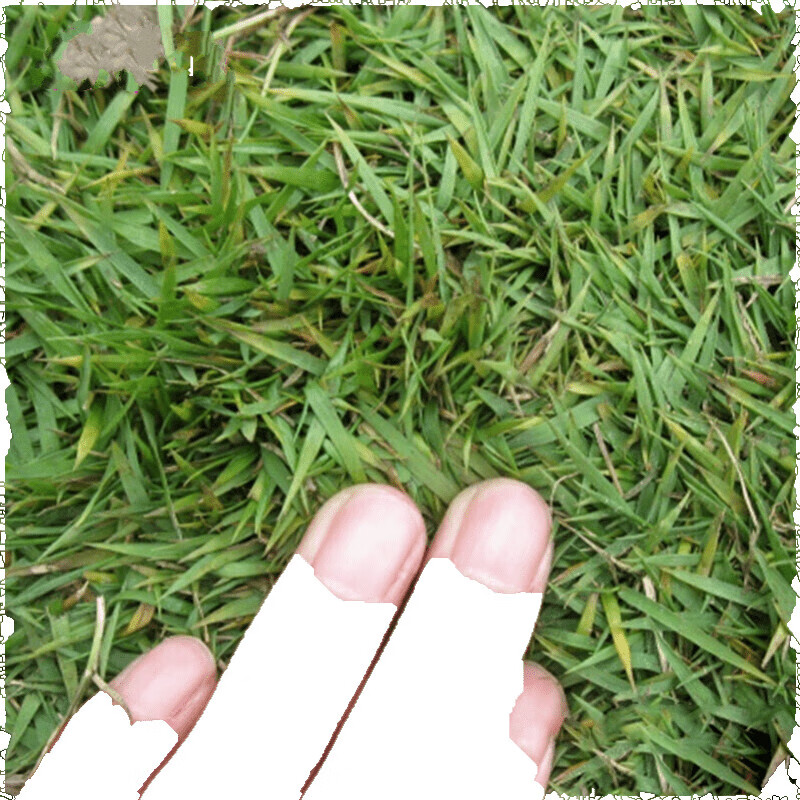 蕴 草坪多年生 四季草坪种子 地毯草种子 大叶油草种子 大叶油草草籽