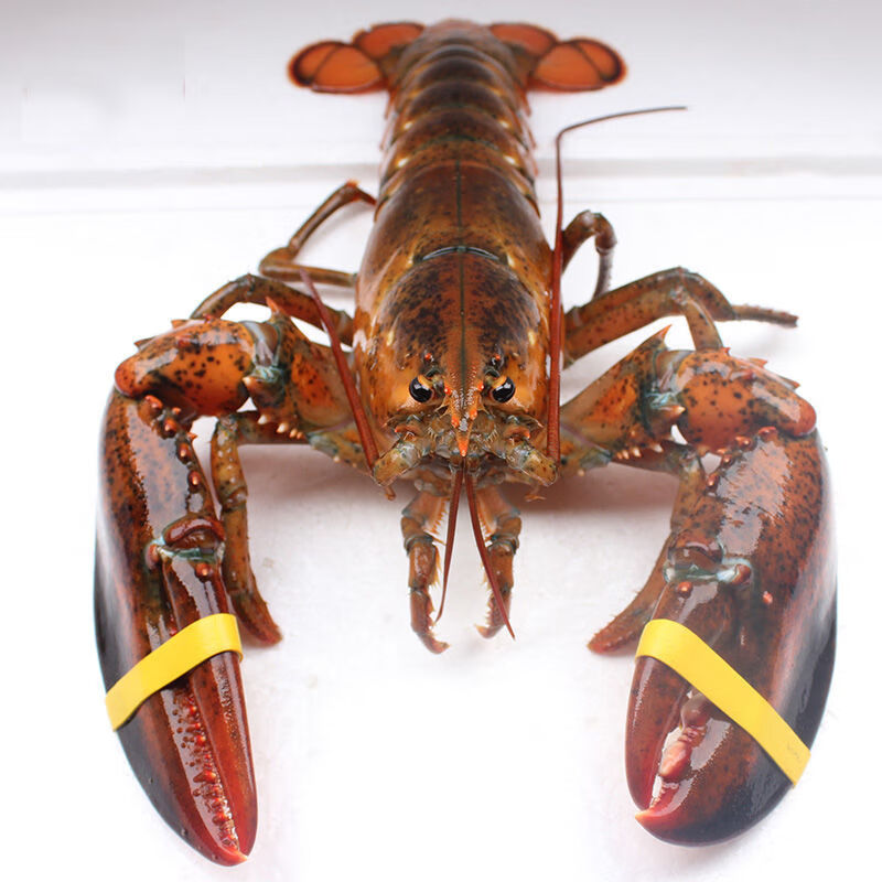 波士顿龙虾1到9斤每只超大冰鲜大龙虾加拿大波龙批发酒店商用零售青封