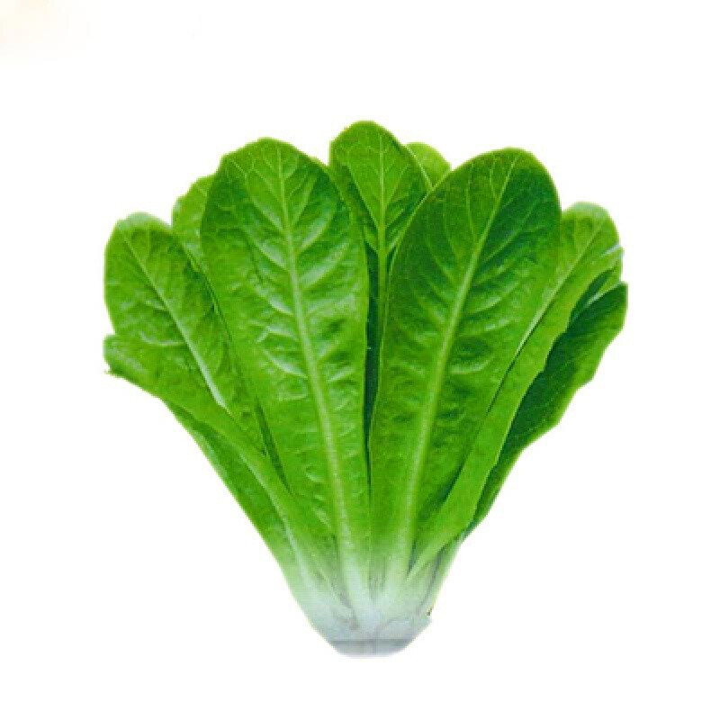 汉斯沙拉菜种子 直立型生菜蔬菜籽 阳台盆栽庭院 四季播 生吃脆嫩