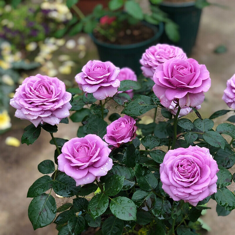水王星月季花苗盆栽阳台花卉观花植物多季开花紫色微月欧月 紫美人20