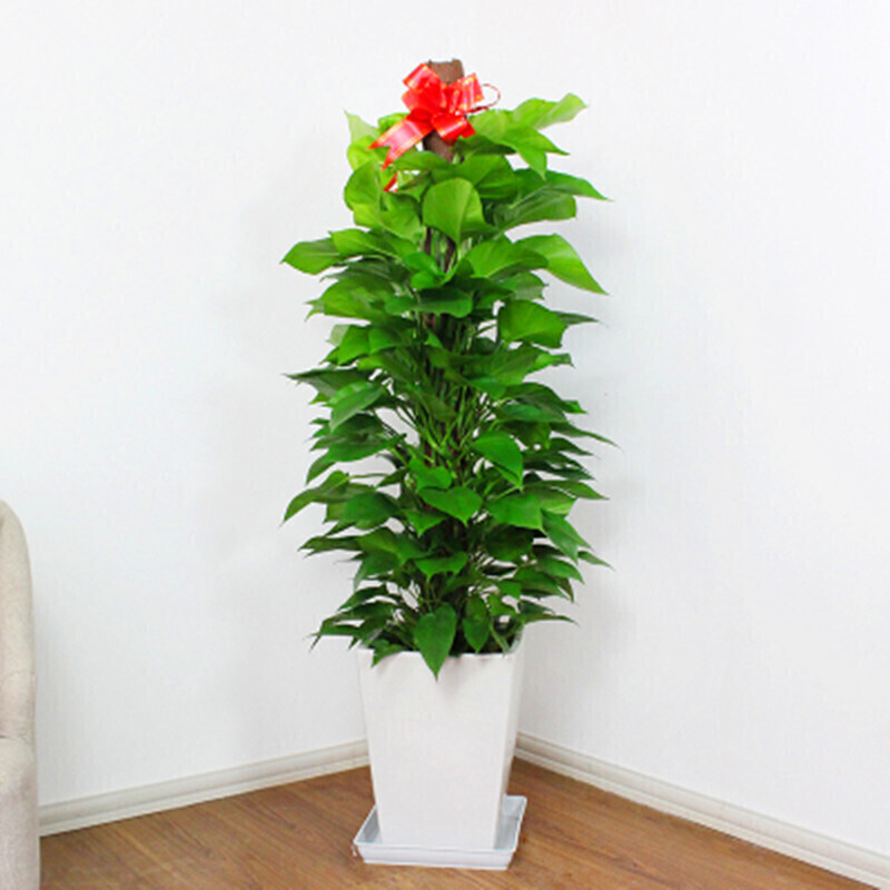 森岳 大型盆栽室内盆栽绿萝发财树 平安树 散尾凤尾竹花卉绿植室内