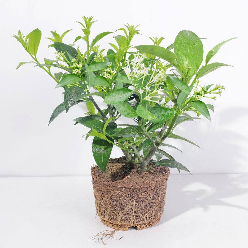 夜来香花树苗浓香型花卉室内九里香盆栽庭院植物老桩九里香小苗塑料盆