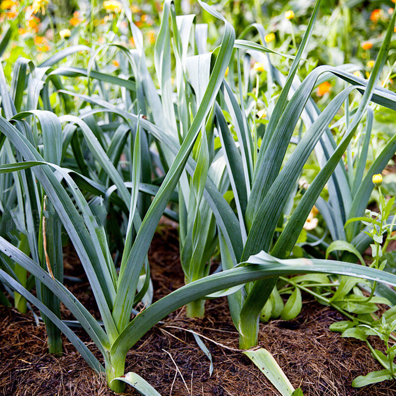 新鲜蒜苗农家自种时令蔬菜嫩蒜苗青蒜本地大蒜苗 4斤 新鲜绿皮蒜