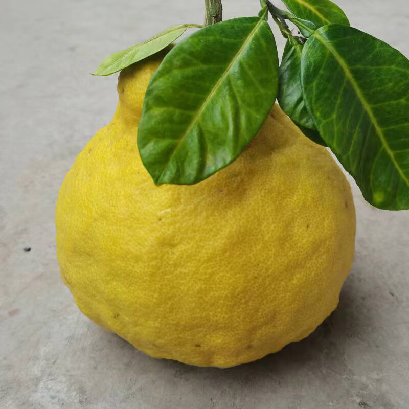 玫栀 四川泸州合江真龙蜜柚 新鲜纯甜多汁白心柚子 精选 16斤 6个礼盒