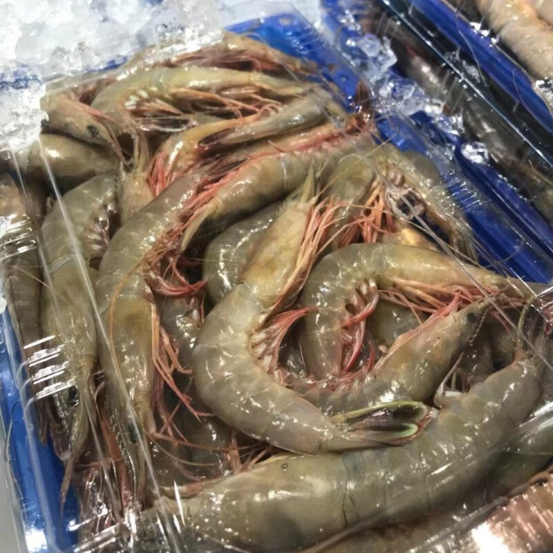 滑皮虾超大青壳剑虾活皮硬壳虾海条虾鹰抓虾新鲜鲜活青封铭 滑皮虾2斤