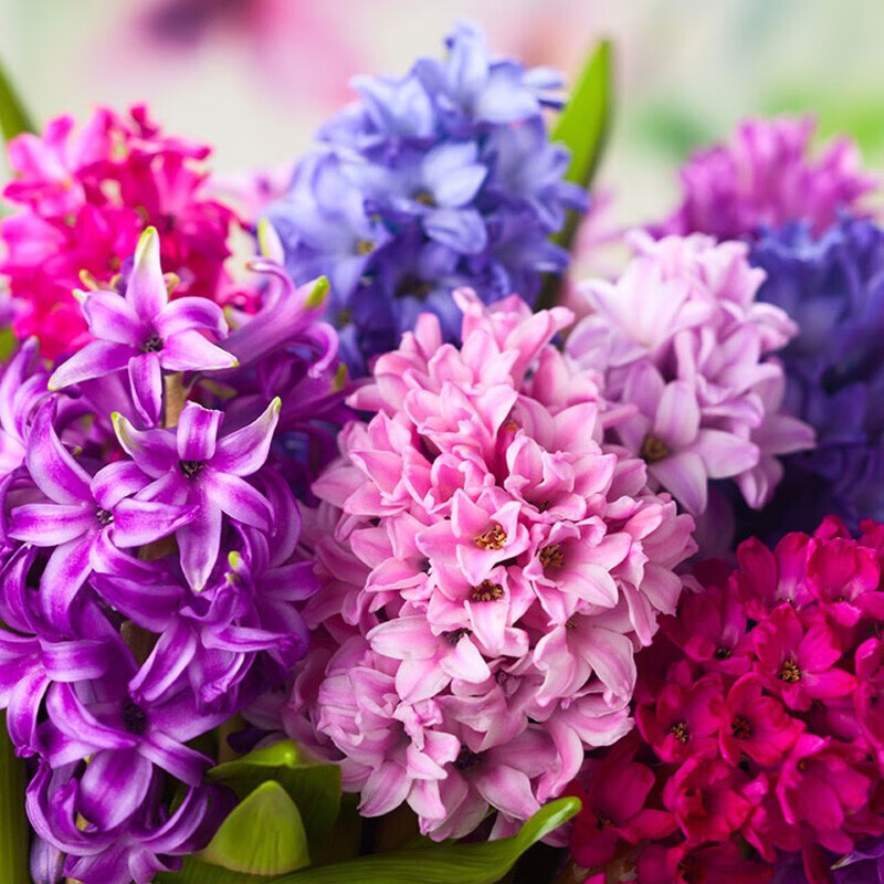 风信子种球水培土培套装荷兰室内观花盆栽秋冬季耐寒植物花卉盆栽芬达