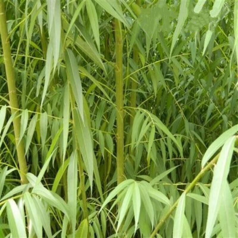 巧艺耐寒垂柳垂柳小苗柳树枝条柳树苗垂柳苗竹柳树苗耐寒植物地径5