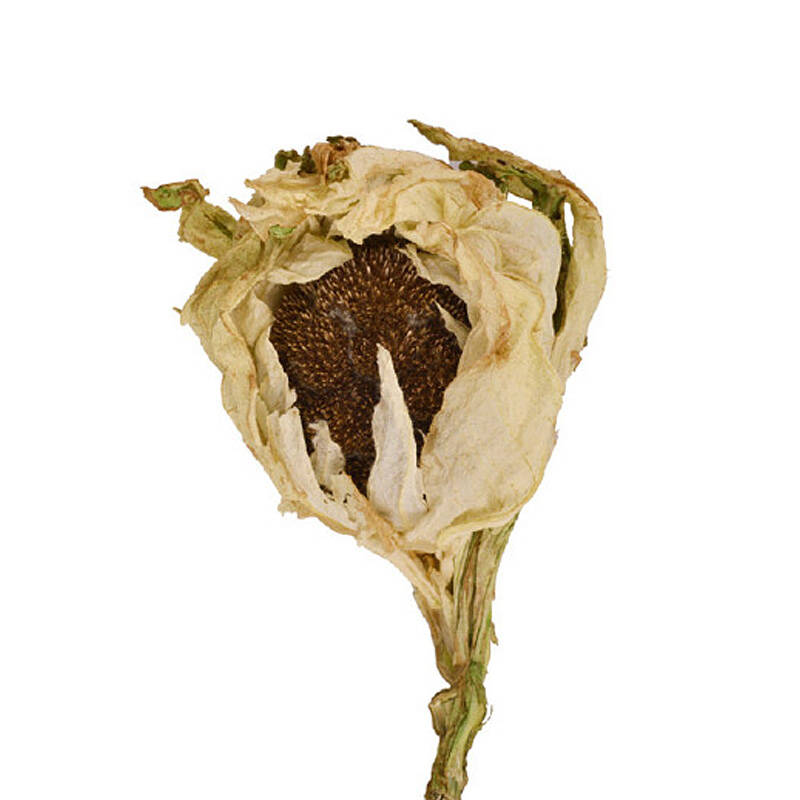 汉草荟天山雪莲花 新疆野生天山雪莲花茶 18-20g/株 大朵 5朵