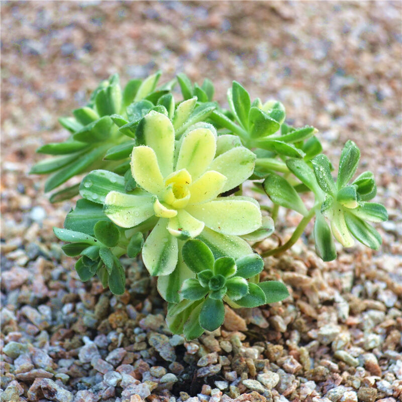 花嘟嘟多肉植物 蓝石莲 桃美人 熊童子 兰花盆办公室阳台绿植多肉植物