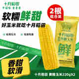 十月稻田 甜糯玉米 鲜食玉米 220g*2穗 【尝鲜】