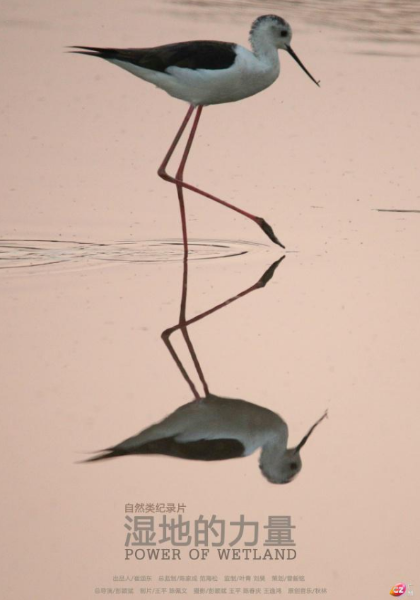 湿地的力量
